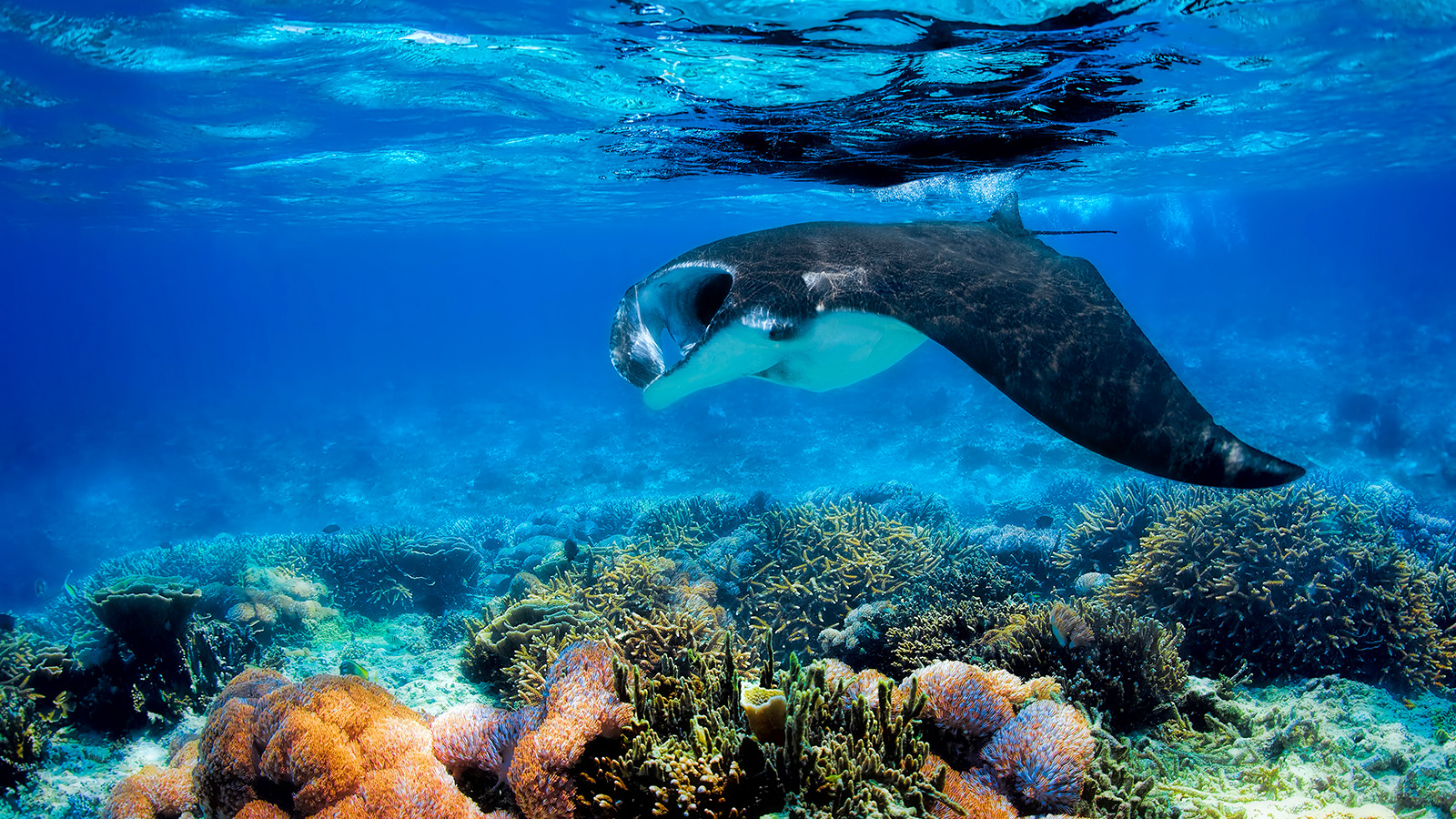 Advanced Open Water Diver