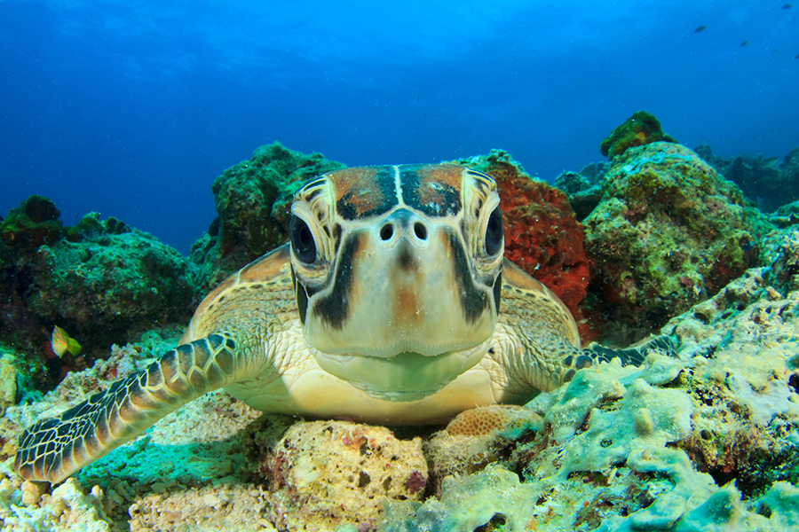 Open Water Diver