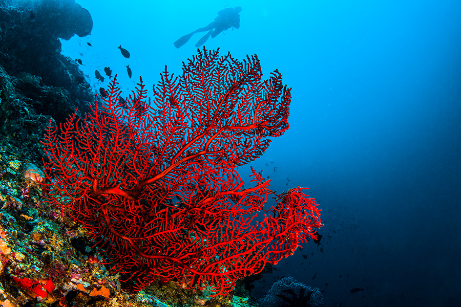 Rescue Diver
